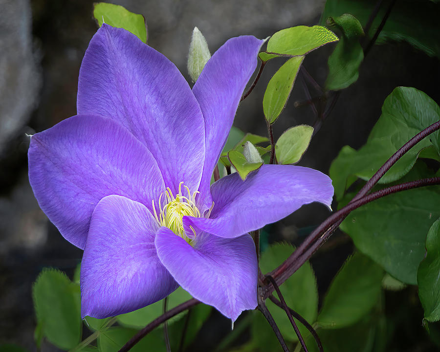 Purple Clematis Bloom by TL Wilson Photography Photograph by Teresa Wilson