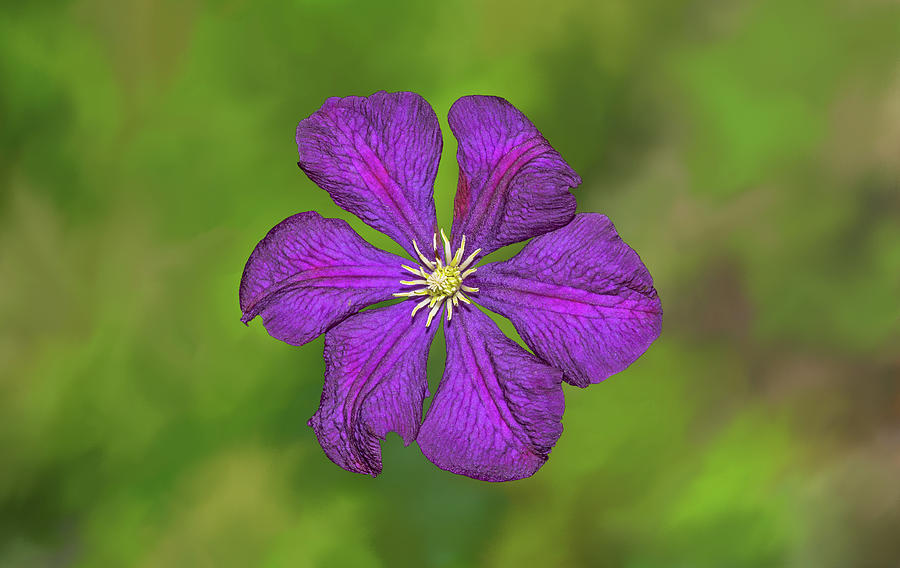 Purple Clematis Flower Photograph