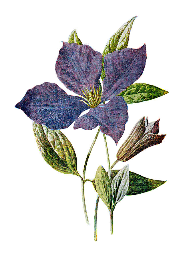 Flower Mixed Media - Purple Clematis Flower by Naxart Studio