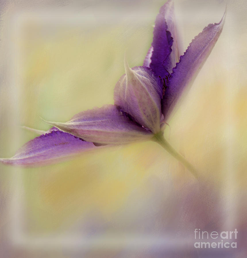 Purple Clematis-no text Photograph by Pam  Holdsworth