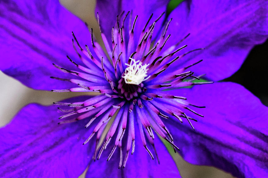 Purple Clematis Photograph by Mary Ann Artz
