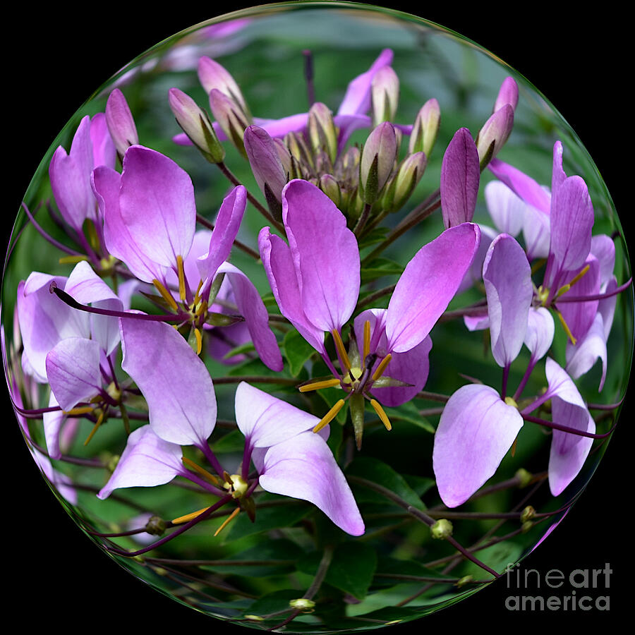 Purple Cleome - Spider Flower Photograph by Yvonne Johnstone