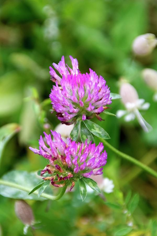 Purple Clover Leaves Against A Green Background Photograph by Chris ...