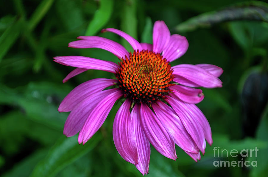 Purple Cone Flower Photograph by Michelle Meenawong
