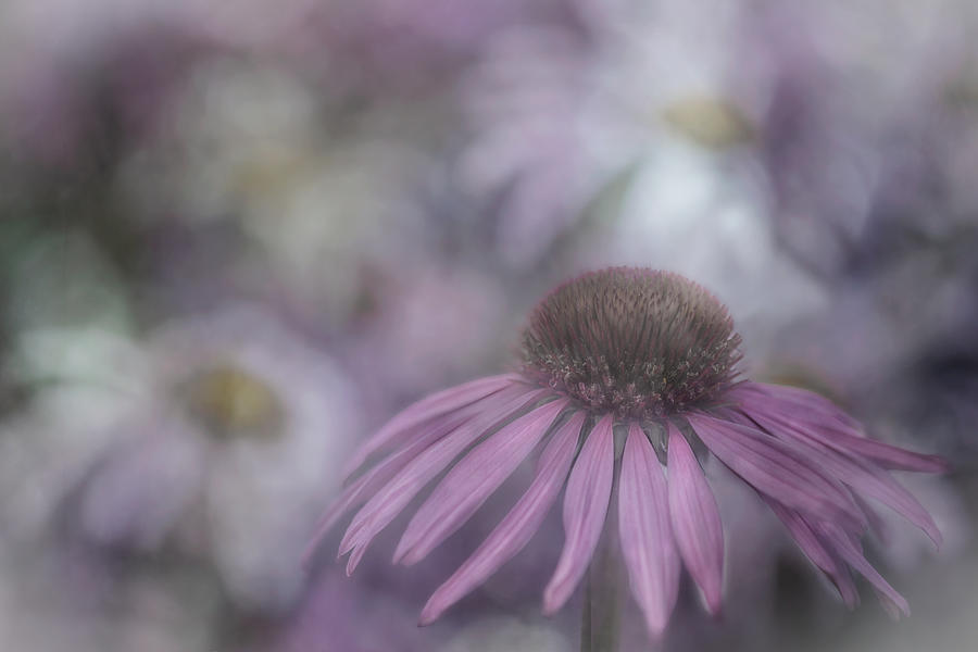Coneflower Photograph - Purple Cone by Marie-anne Stas
