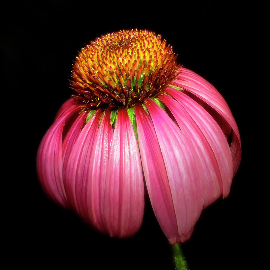 Purple Coneflower 076 Photograph by George Bostian