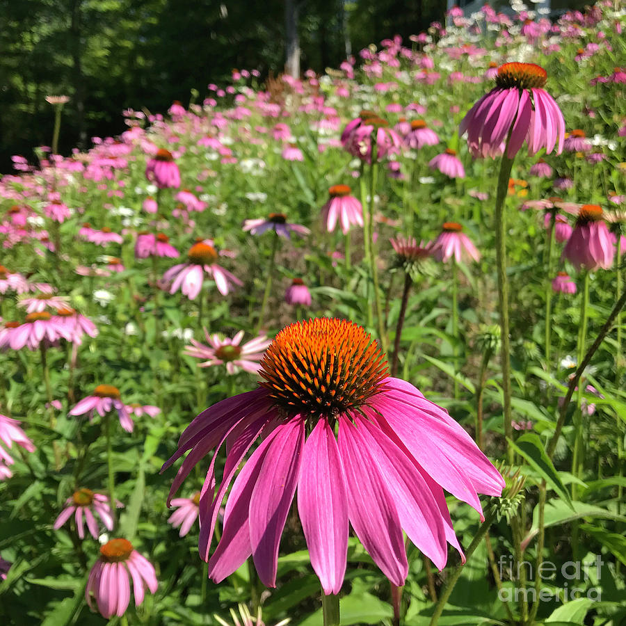 Purple Coneflower 10 Photograph by Amy E Fraser