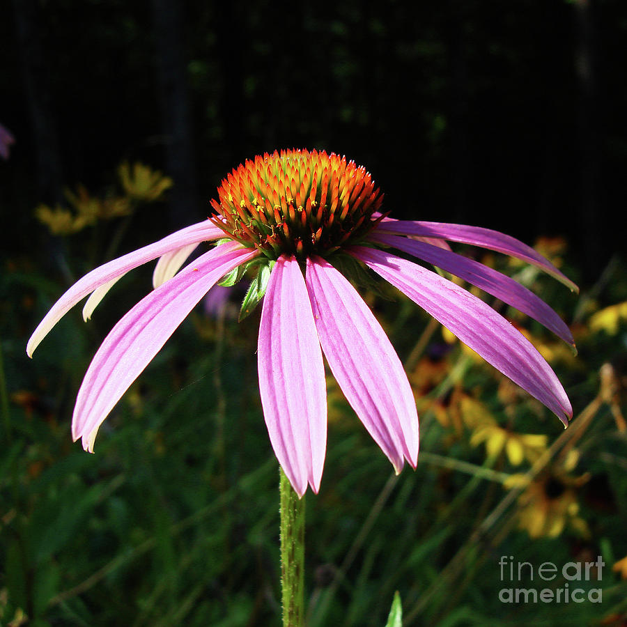 Purple Coneflower 11 Photograph by Amy E Fraser