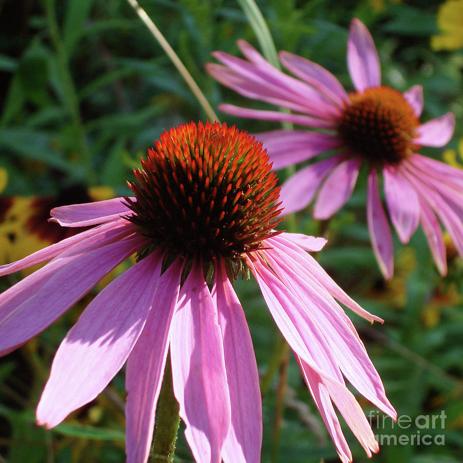 Purple Coneflower 12 Photograph by Amy E Fraser