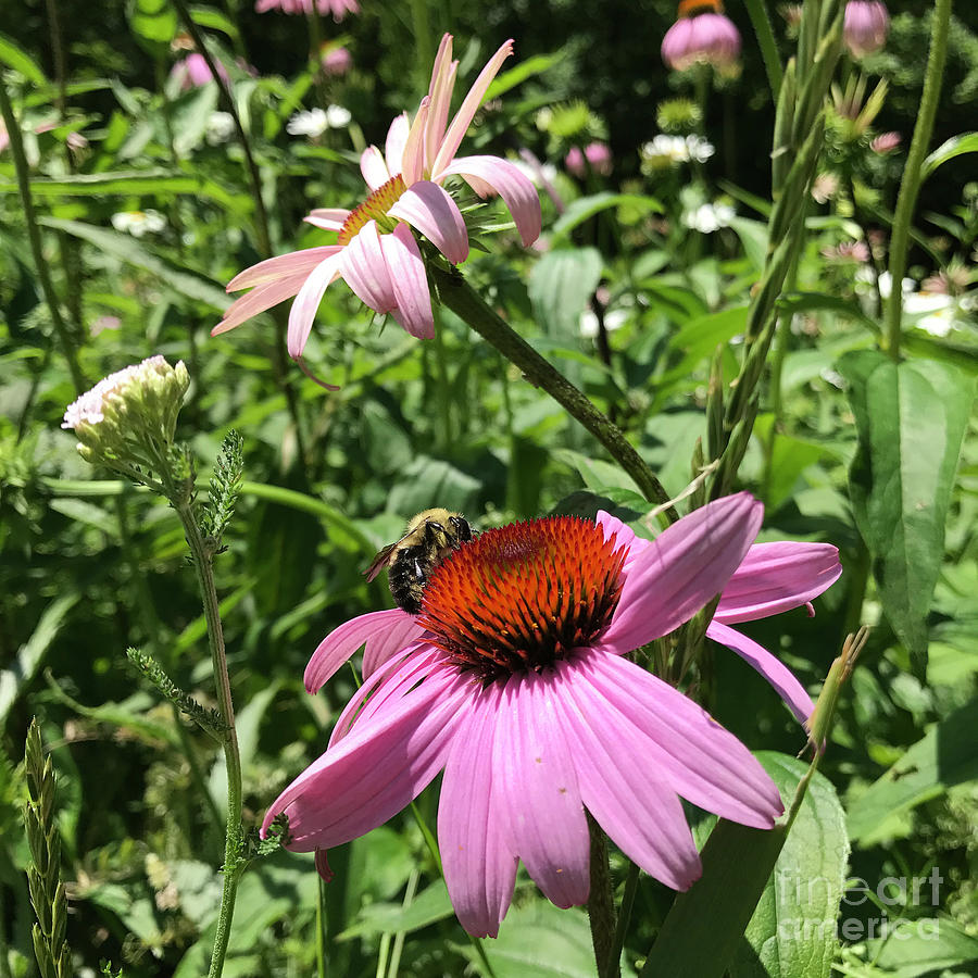 Purple Coneflower 13 Photograph by Amy E Fraser