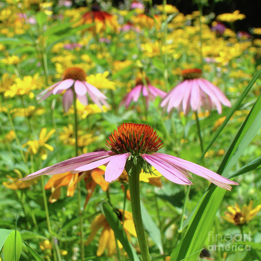 Purple Coneflower 14 Photograph by Amy E Fraser
