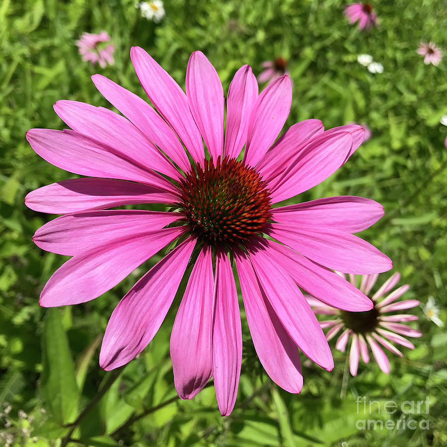 Purple Coneflower 15 Photograph by Amy E Fraser