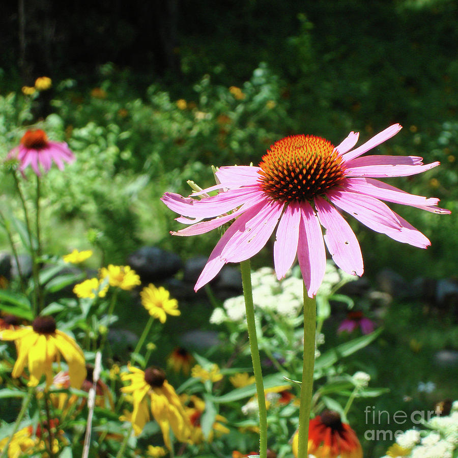 Purple Coneflower 16 Photograph by Amy E Fraser