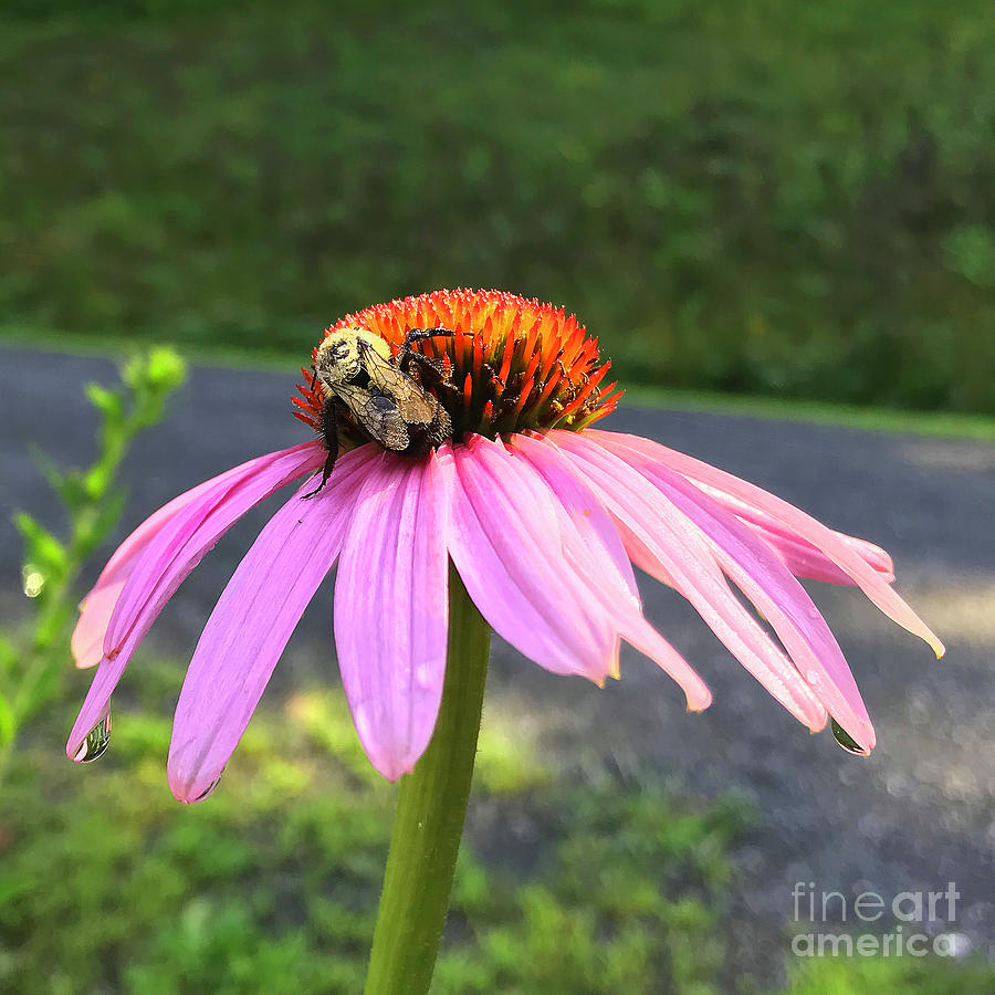 Purple Coneflower 17 Photograph by Amy E Fraser