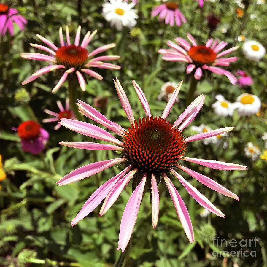 Purple Coneflower 18 Photograph by Amy E Fraser