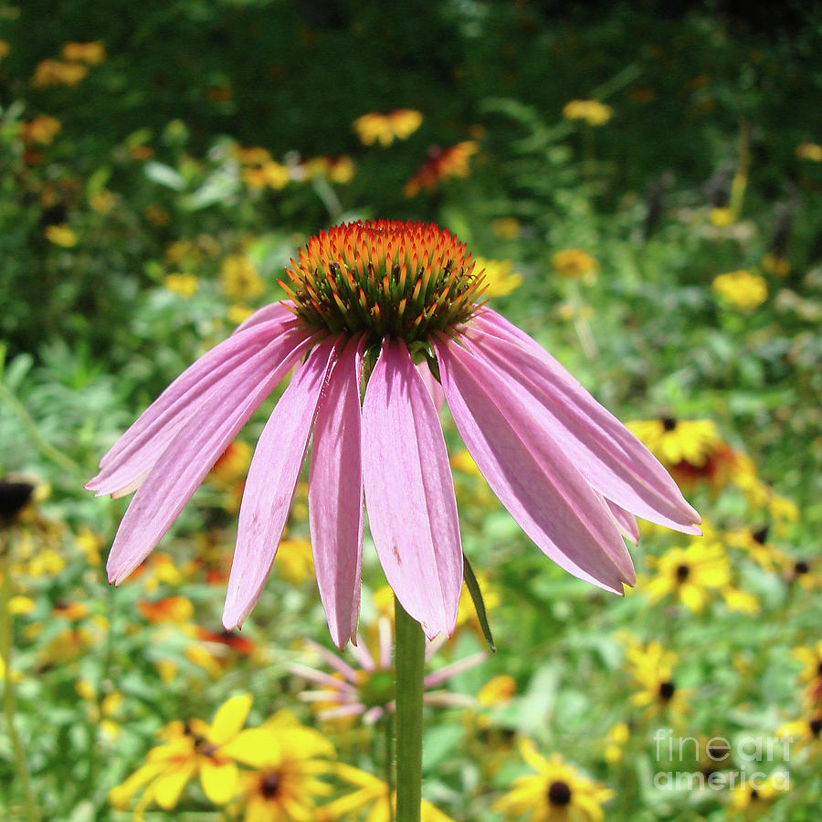 Purple Coneflower 19 Photograph by Amy E Fraser