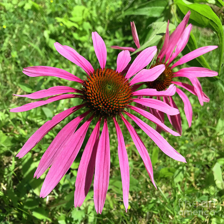 Purple Coneflower 2 Photograph by Amy E Fraser