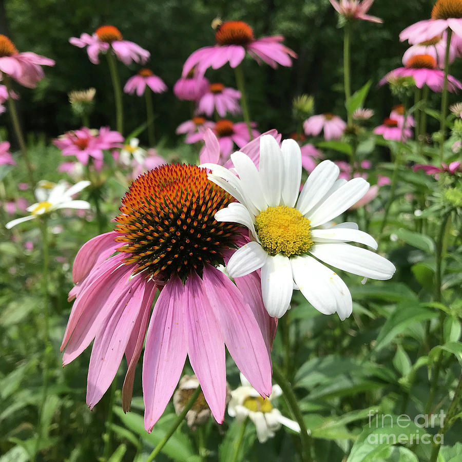 Purple Coneflower 20 Photograph by Amy E Fraser