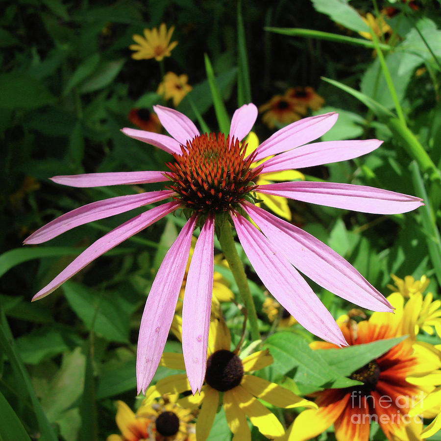 Purple Coneflower 23 Photograph by Amy E Fraser