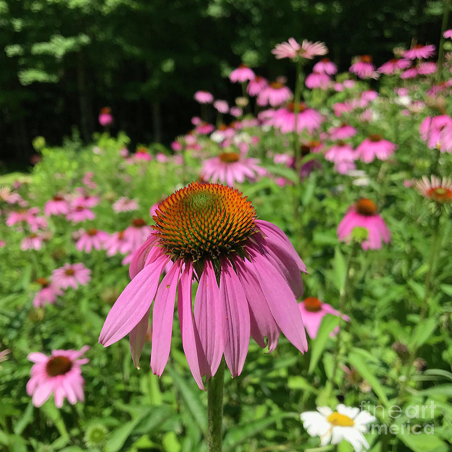 Purple Coneflower 24 Photograph by Amy E Fraser