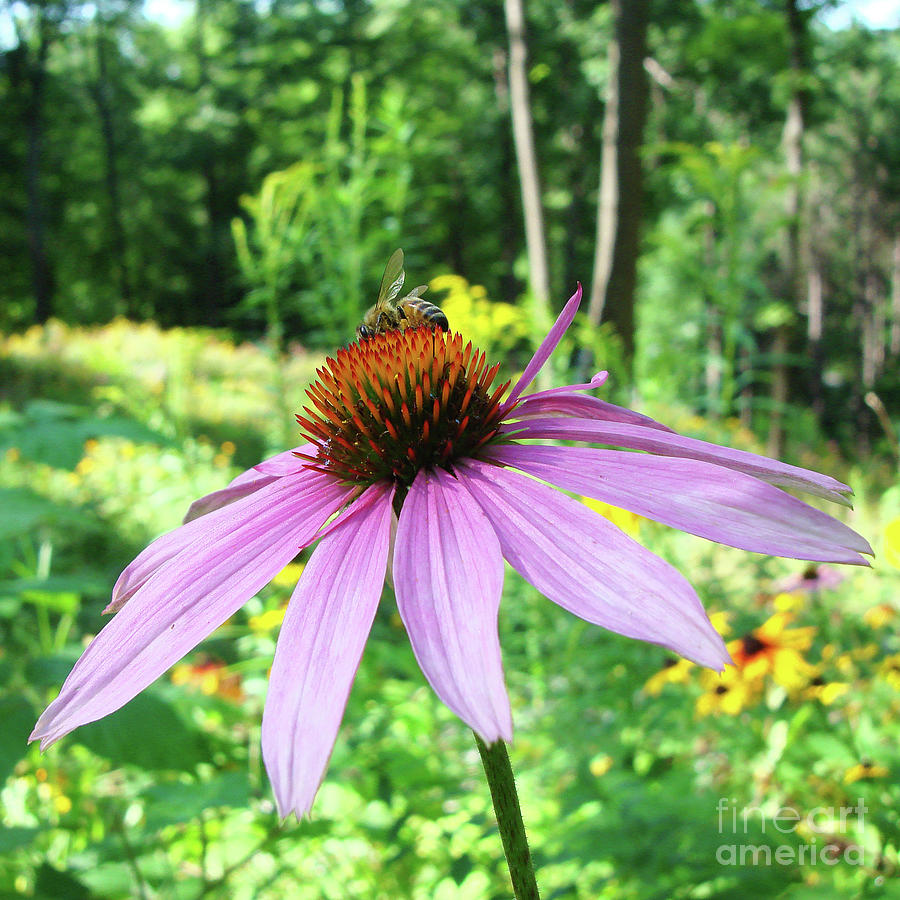 Purple Coneflower 25 Photograph by Amy E Fraser