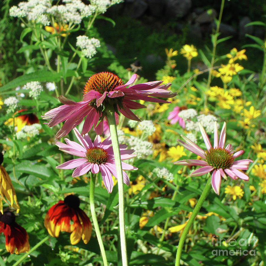 Purple Coneflower 26 Photograph by Amy E Fraser