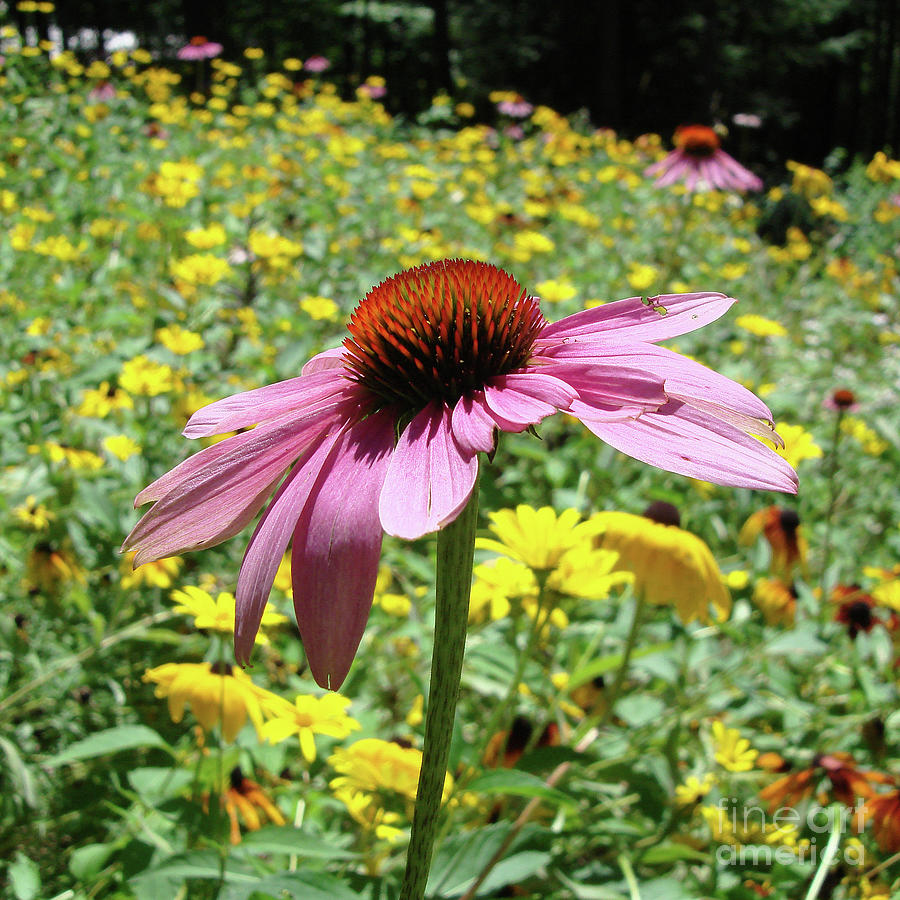 Purple Coneflower 27 Photograph by Amy E Fraser