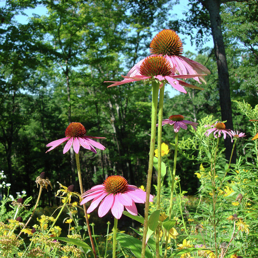 Purple Coneflower 28 Photograph by Amy E Fraser