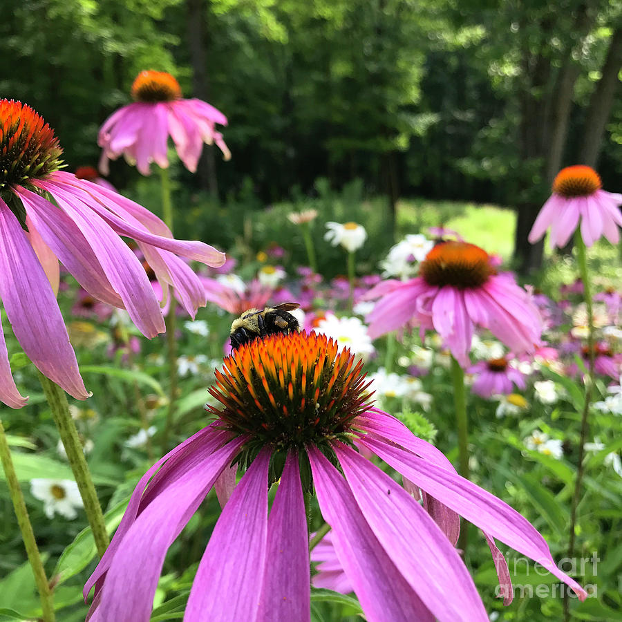 Purple Coneflower 29 Photograph by Amy E Fraser