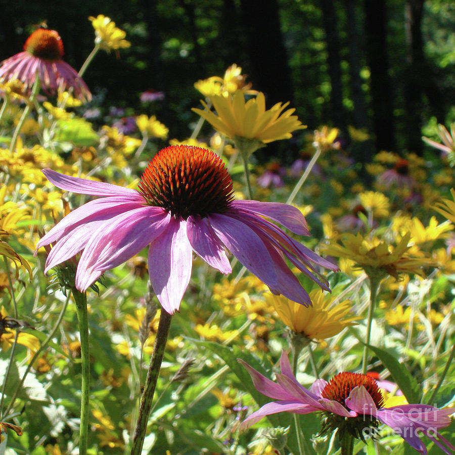 Purple Coneflower 3 Photograph by Amy E Fraser