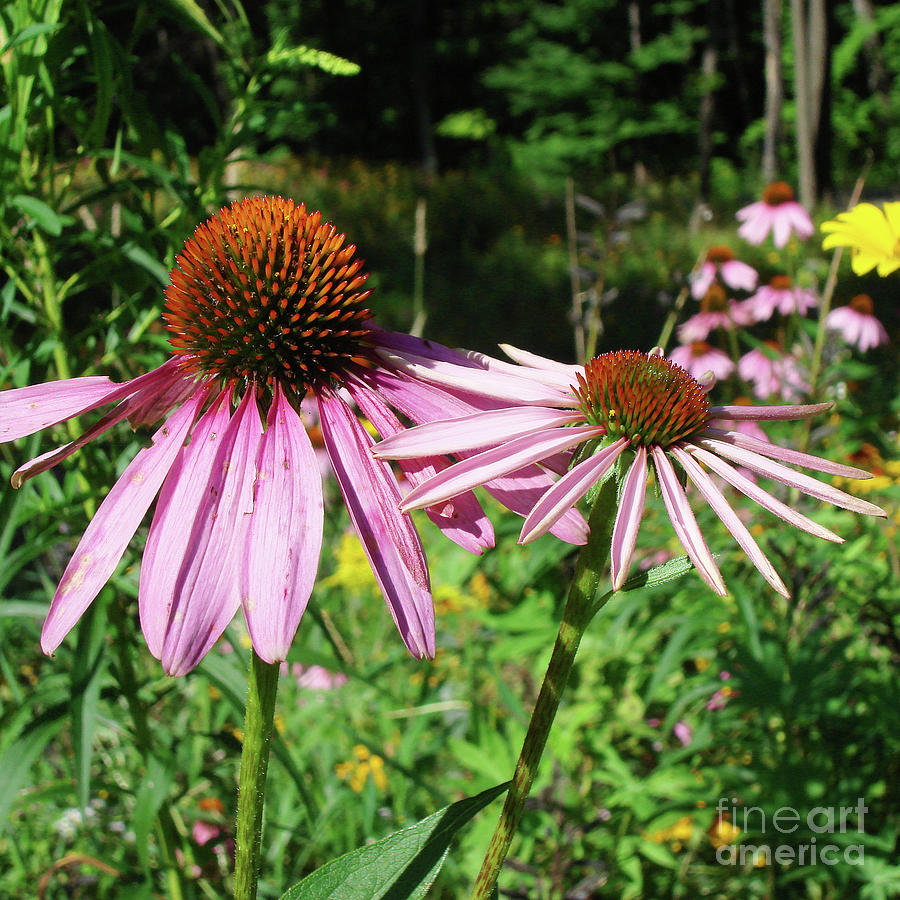 Purple Coneflower 32 Photograph by Amy E Fraser