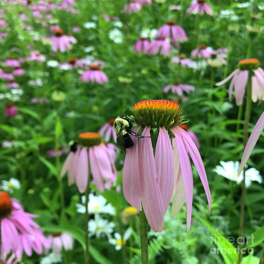 Purple Coneflower 33 Photograph by Amy E Fraser