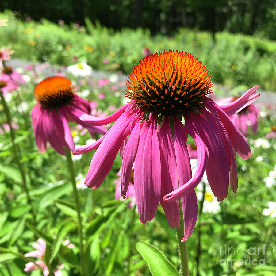 Purple Coneflower 34 Photograph by Amy E Fraser
