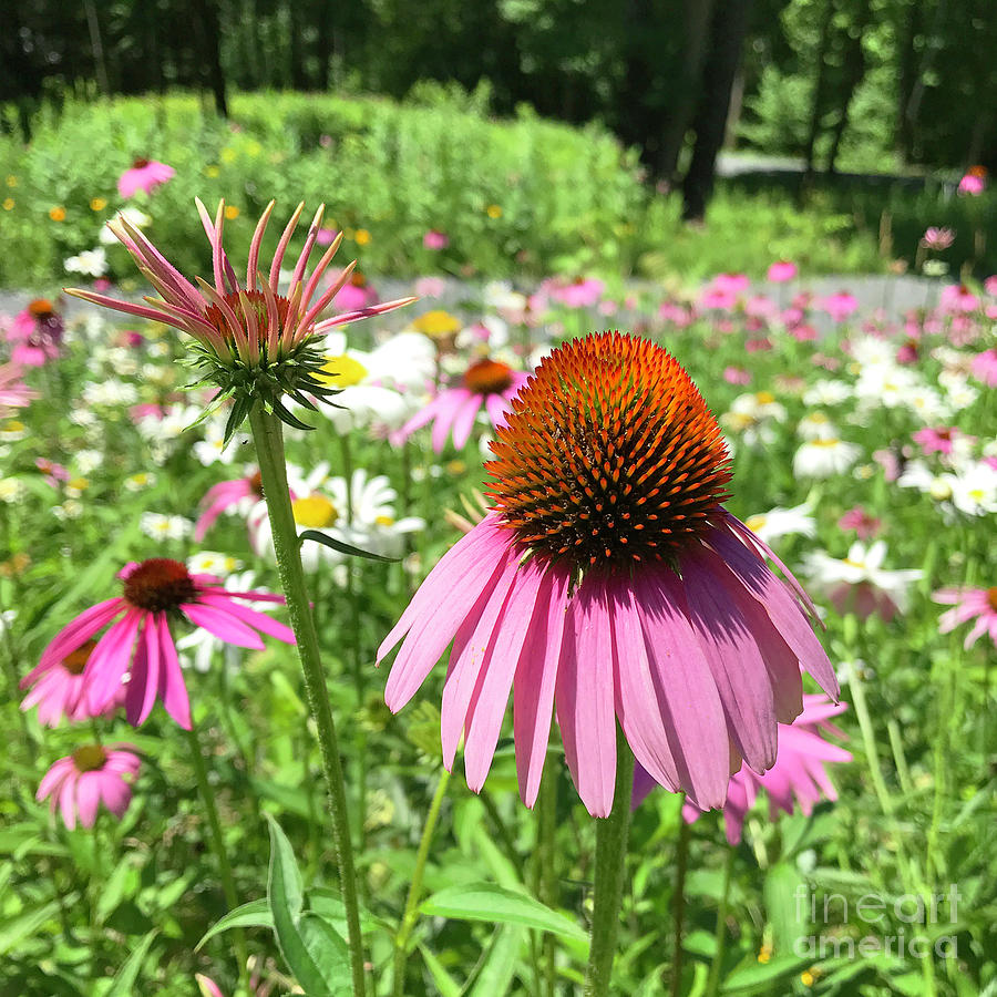 Purple Coneflower 38 Photograph by Amy E Fraser