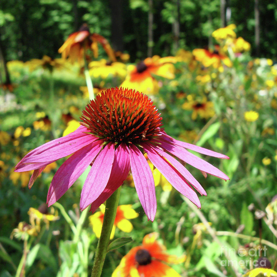 Purple Coneflower 39 Photograph by Amy E Fraser