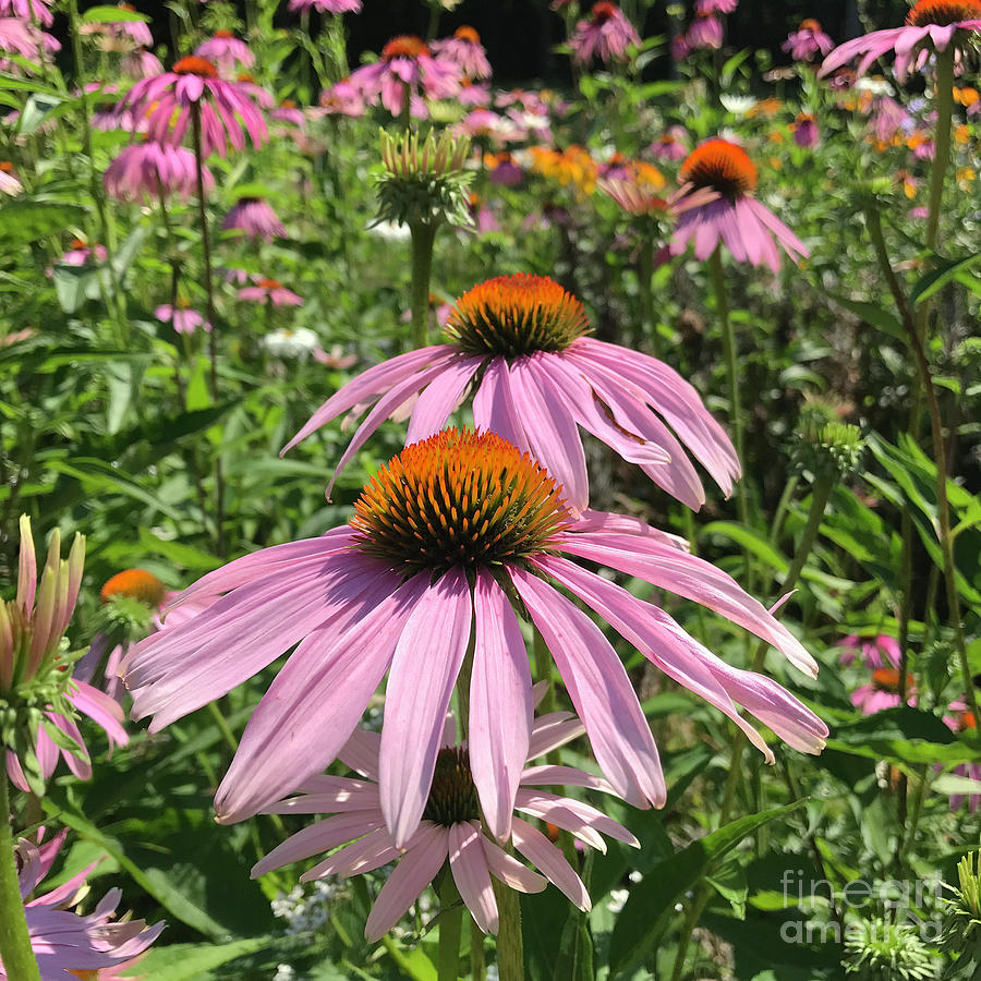 Purple Coneflower 6 Photograph by Amy E Fraser
