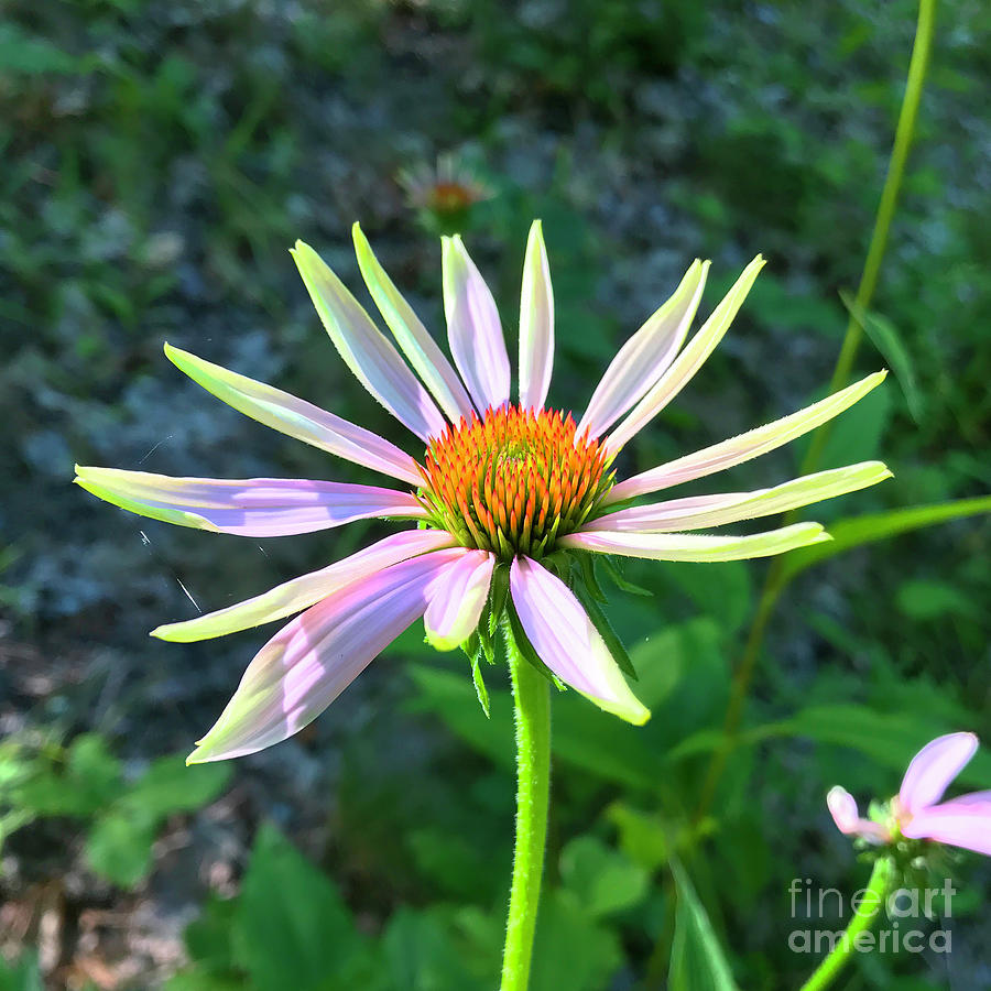 Purple Coneflower 7 Photograph by Amy E Fraser