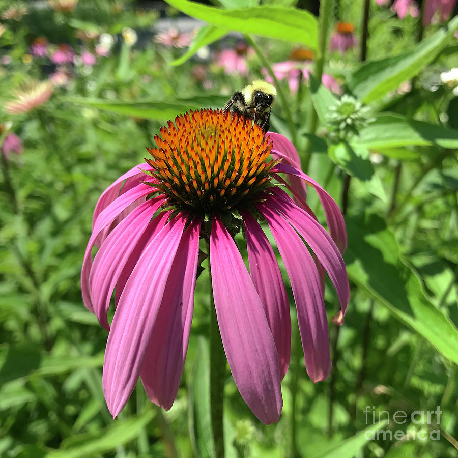 Purple Coneflower 9 Photograph by Amy E Fraser