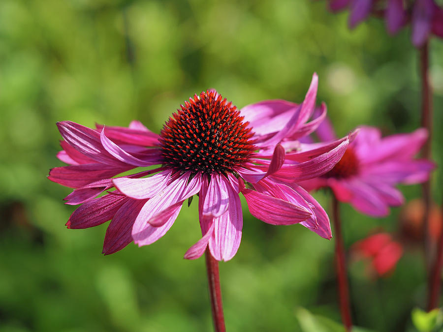 Purple Coneflower Photograph by Angie C