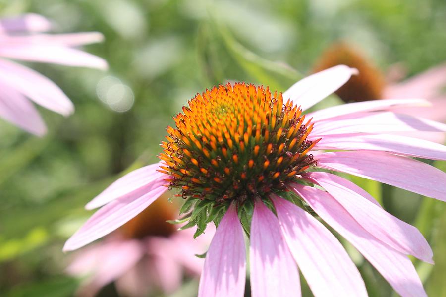 Purple Coneflower Bloom and Petals Photograph by Christopher Lotito