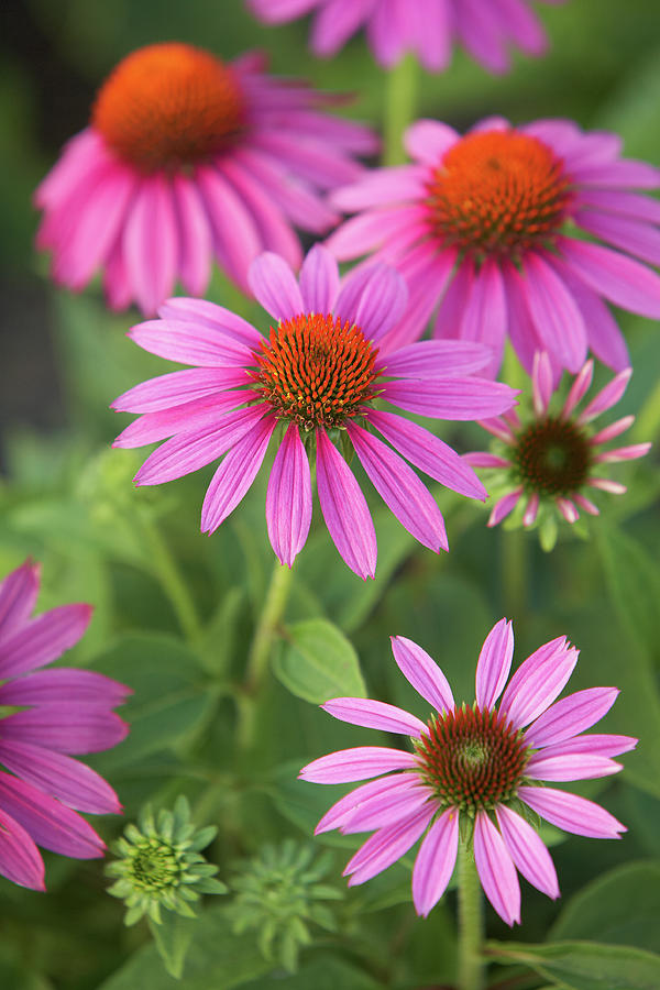 Purple Coneflower Photograph by Garden Gate magazine - Fine Art America