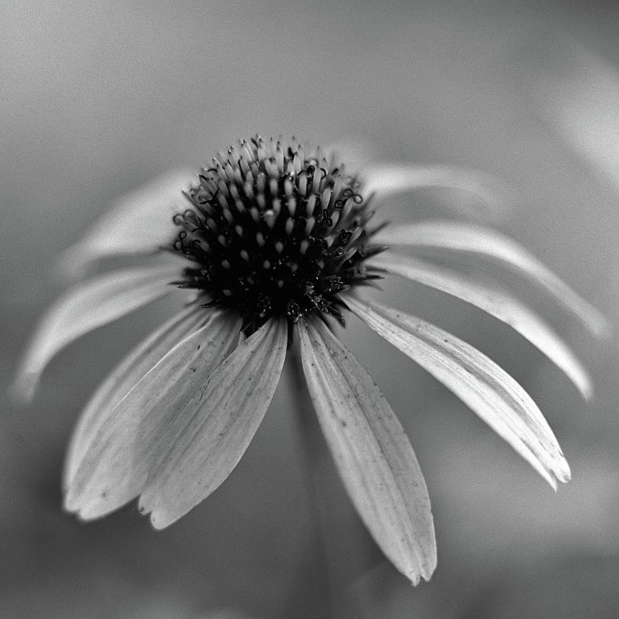 Purple Coneflower In Black And White Photograph by © Tim Layton Sr