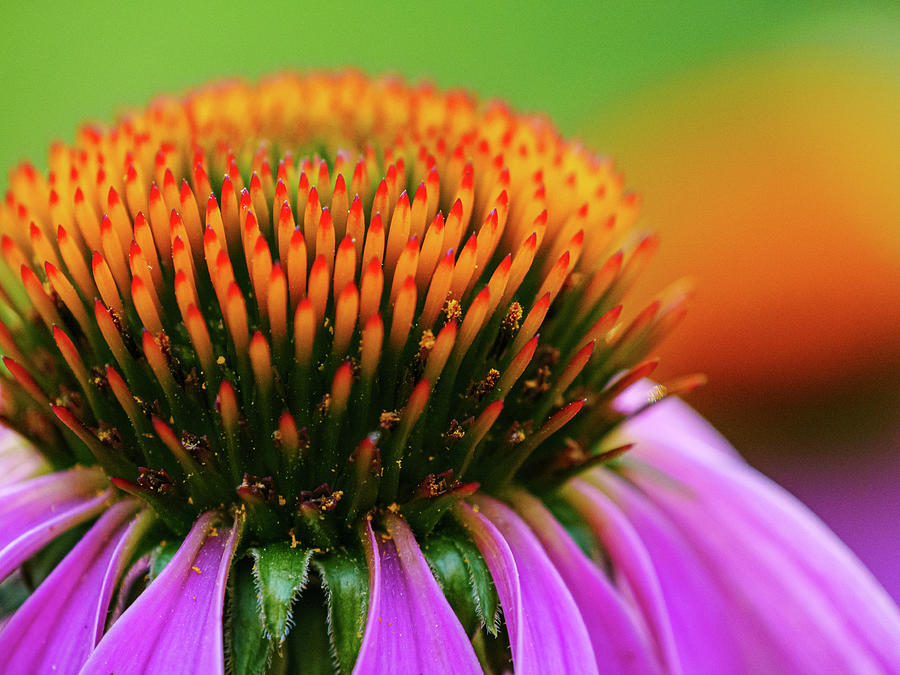 Purple Coneflower Photograph by Todd Bannor