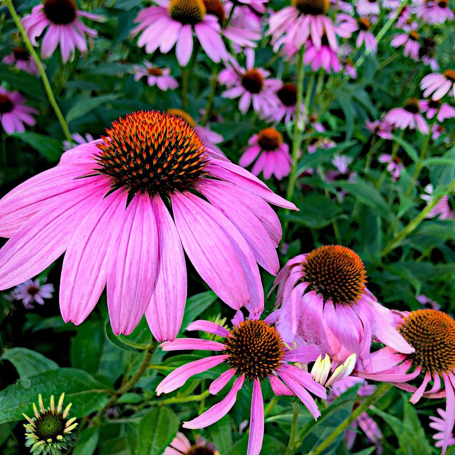 Purple Coneflowers Photograph by Jori Reijonen - Fine Art America