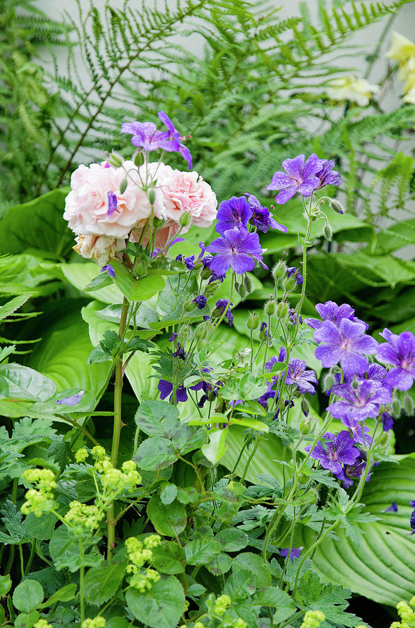 Purple Cranesbill With Ladys Mantle And Apricot-colored Rose Photograph by Gudrun Itt