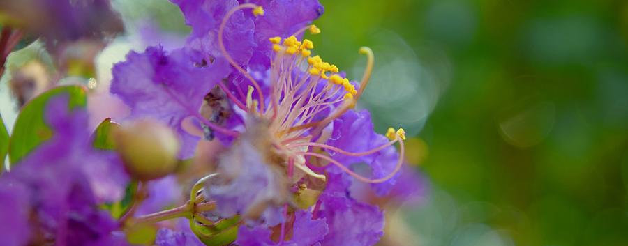 Purple Crepe Three Photograph by Debra Grace Addison