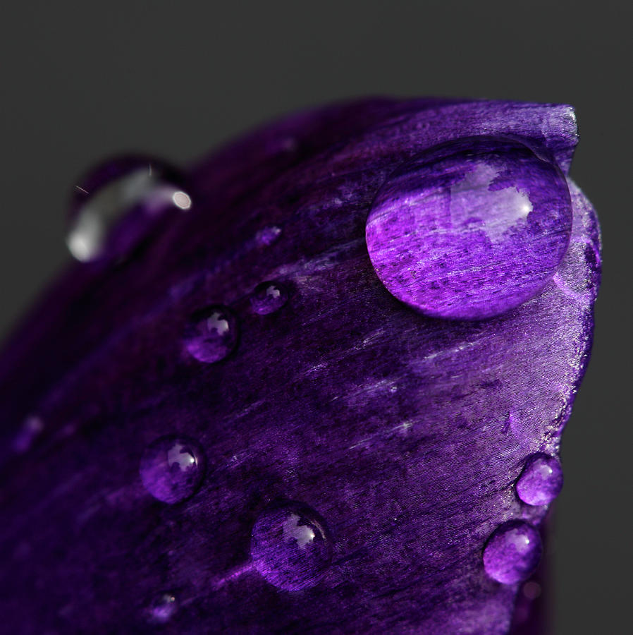 Purple Crocus With Droplets Photograph by Achim Mittler, Frankfurt Am Main