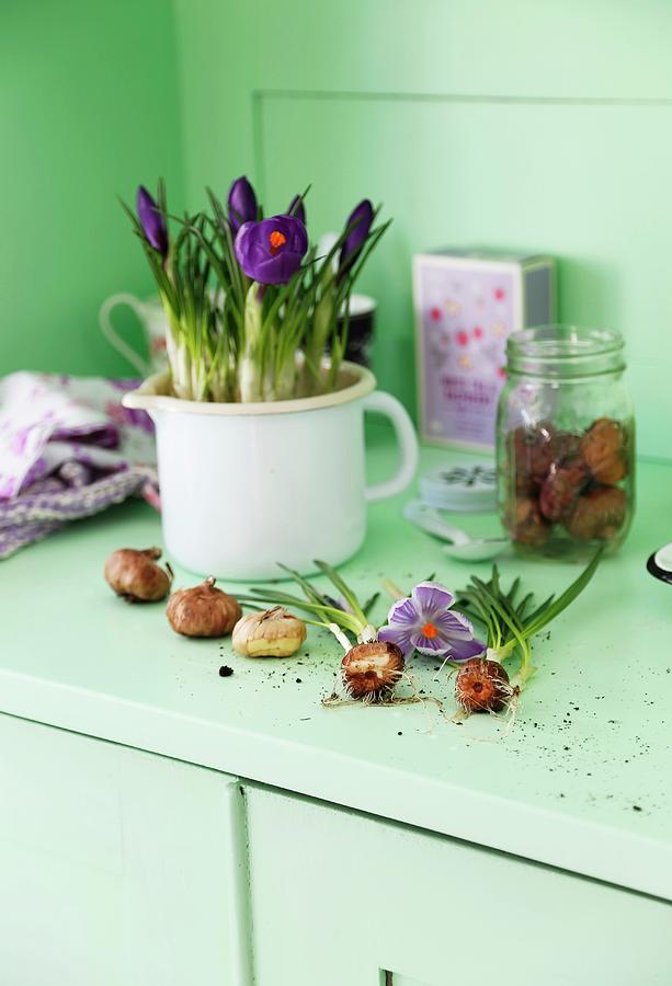 Purple Crocuses Planted In White Enamel Jug Photograph by Syl Loves