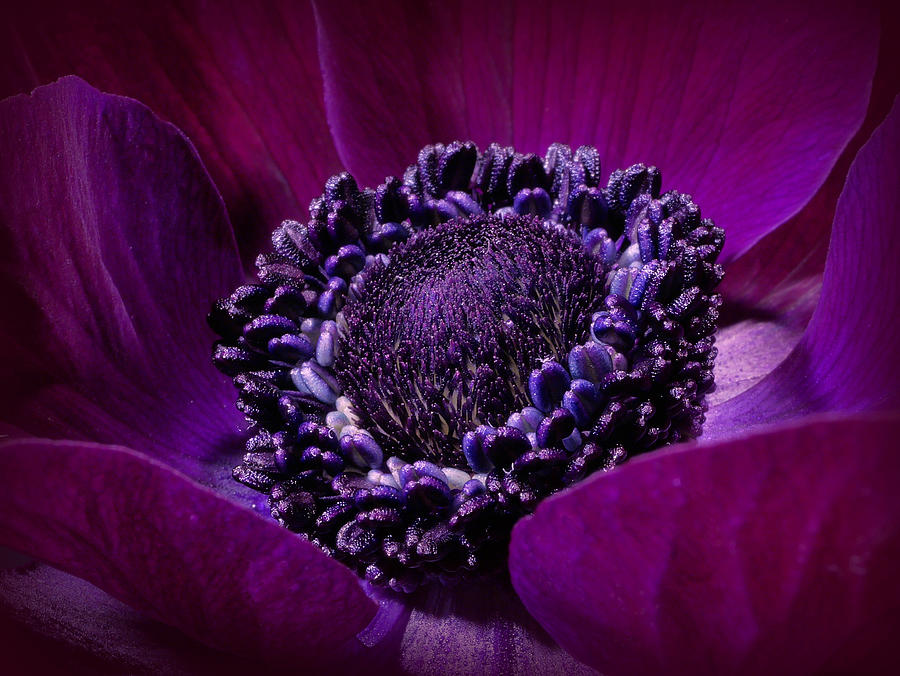 Purple Crown ... Photograph by Herbert Pregel