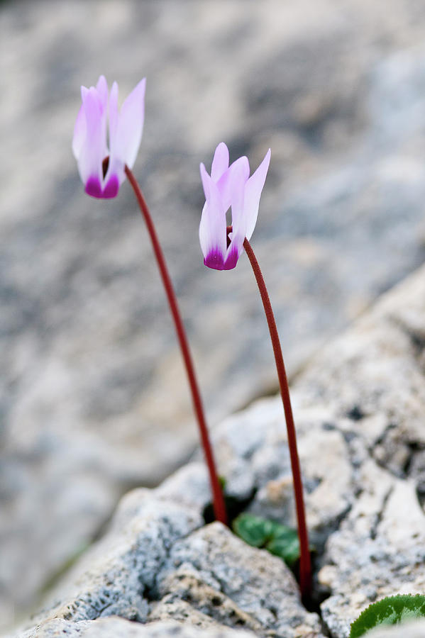 Flower Photograph - Purple Cyclamen persicum flowers by Michalakis Ppalis
